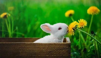 WTT总决赛 王曼昱4-0战胜陈熠晋级女单决赛